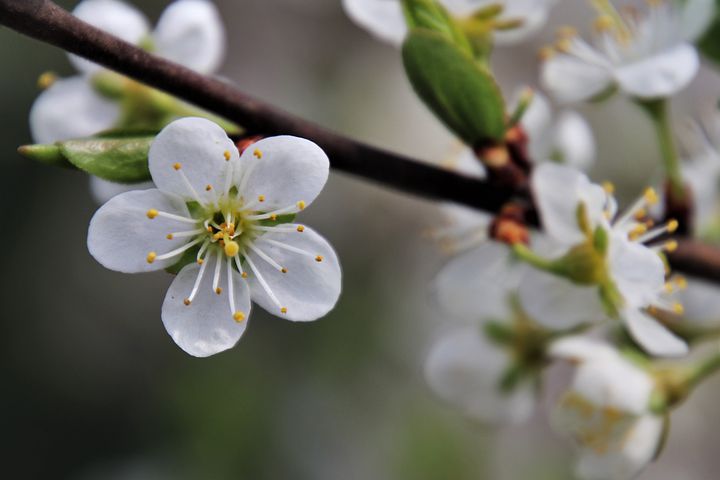 花